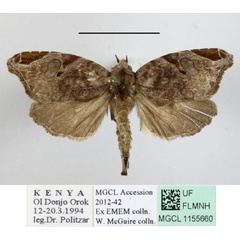 /filer/webapps/moths/media/images/T/torsivena_Androlymnia_A_MGCLa_02.JPG