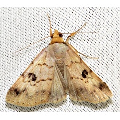 /filer/webapps/moths/media/images/R/resistens_Plecoptera_A_Braun_05.jpg