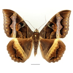 /filer/webapps/moths/media/images/D/disturbans_Cyligramma_AF_Basquin_03.jpg