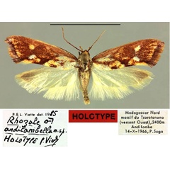 /filer/webapps/moths/media/images/A/andilambella_Rhozale_HT_MNHN.jpg