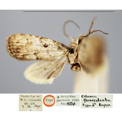 /filer/webapps/moths/media/images/F/flaviciliata_Nola_LT_BMNH_LIDWIqh.jpg