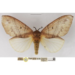 /filer/webapps/moths/media/images/I/irrorata_Gastroplakaeis_PTF_NHMUK_u3Kr3eV.jpg