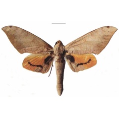 /filer/webapps/moths/media/images/P/postica_Pseudoclanis_AM_EMEM_03.jpg