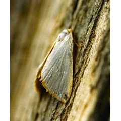 /filer/webapps/moths/media/images/P/plumbosa_Honeyania_A_Roland_01.jpg