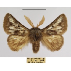 /filer/webapps/moths/media/images/M/meridionalis_Trichiurana_AM_TMSA_02.jpg