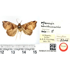 /filer/webapps/moths/media/images/X/xanthomochla_Marcipa_HT_BMNH.jpg