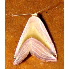 /filer/webapps/moths/media/images/R/ragusana_Honeyania_A_Braun_08.jpg