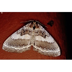 /filer/webapps/moths/media/images/E/edulis_Stiphnopteryx_A_Roland_03.jpg