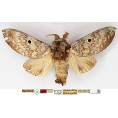 /filer/webapps/moths/media/images/M/maputuana_Dinometa_LTM_NHMUK.jpg