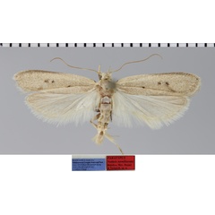 /filer/webapps/moths/media/images/T/tornilineata_Nothris_MPT_MfN.jpg