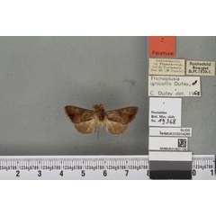 /filer/webapps/moths/media/images/I/ignicollis_Plusia_PTM_BMNHa.jpg