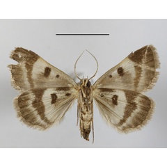 /filer/webapps/moths/media/images/C/caelata_Cerocala_AF_MGCLb_02.JPG