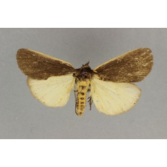 /filer/webapps/moths/media/images/O/ochreomarginata_Estigmene_HT_BMNH.jpg
