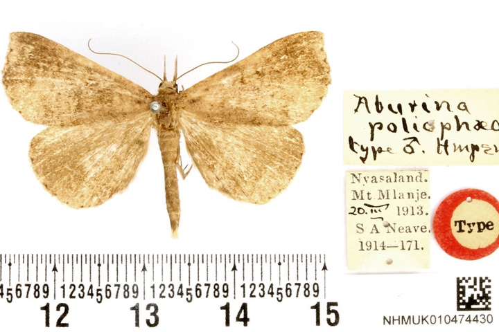/filer/webapps/moths/media/images/P/poliophaea_Aburina_HT_BMNH.jpg