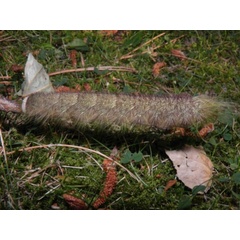 /filer/webapps/moths/media/images/C/contraria_Pachymeta_C_Coppens_04.jpg