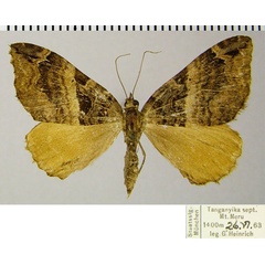 /filer/webapps/moths/media/images/S/similata_Ecpetala_AF_ZSM.jpg