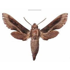 /filer/webapps/moths/media/images/I/improvisa_Theretra_AM_EMEM_02.jpg