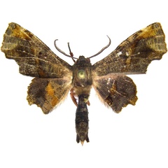 /filer/webapps/moths/media/images/D/diversa_Thenopa_AM_MCJM.jpg