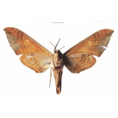 /filer/webapps/moths/media/images/S/somaliae_Pseudoclanis_HT_EMEMb.jpg