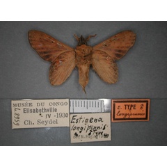 /filer/webapps/moths/media/images/L/longipennis_Typhonoya_HT_RMCA_02.jpg