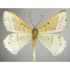 /filer/webapps/moths/media/images/S/stramineata_Melinoessa_AM_ZSMb.jpg