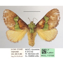 /filer/webapps/moths/media/images/M/mesochloris_Parasa_MGCLa_02.JPG