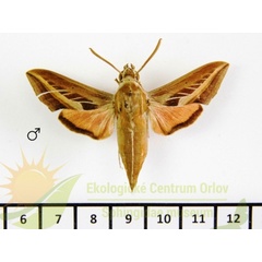 /filer/webapps/moths/media/images/S/schenki_Basiothia_AM_SMCR_01.jpg