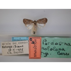 /filer/webapps/moths/media/images/N/nolalana_Pardasena_HT_RMCA_01.jpg