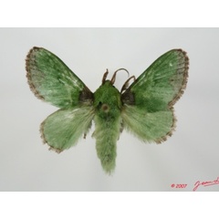 /filer/webapps/moths/media/images/V/viridissima_Parasa_A_Alberta_01.jpg