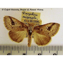 /filer/webapps/moths/media/images/M/miserata_Dasychira_A_OUMNH.jpg
