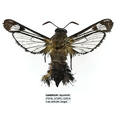 /filer/webapps/moths/media/images/V/victrix_Agriomelissa_AM_Basquin.jpg