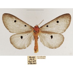 /filer/webapps/moths/media/images/F/fumipennis_Soloe_AM_TMSA_01.jpg