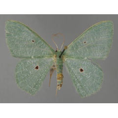 /filer/webapps/moths/media/images/P/pupillata_Prasinocyma_A_ZSM_01.jpg