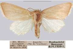 Sesamia mocoensis