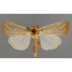 /filer/webapps/moths/media/images/J/joannisi_Leucania_A_RMCA_01.jpg