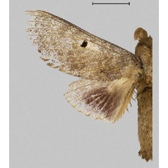 /filer/webapps/moths/media/images/A/abigailae_Dinometa_PTM_Mueller_01.jpg