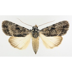 /filer/webapps/moths/media/images/A/aspera_Tachosa_AF_TMSA_02.jpg