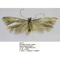 /filer/webapps/moths/media/images/M/mpalensis_Scythris_HT_NHMO_utRdegv.jpg