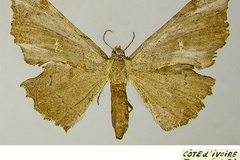 Arebatia burgessi