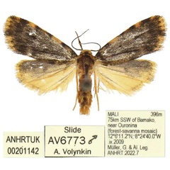 /filer/webapps/moths/media/images/K/kravchenkoi_Siccia_PTM_ANHRT.jpg