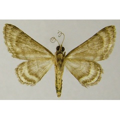 /filer/webapps/moths/media/images/D/desiderata_Gymnoscelis_AM_ZSMb.jpg