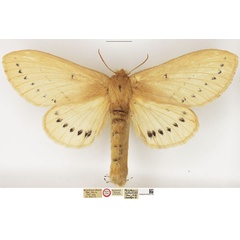 /filer/webapps/moths/media/images/M/melambela_Philotherma_HT_NHMUK.jpg