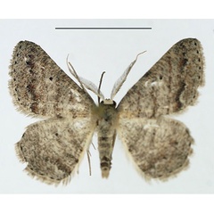 /filer/webapps/moths/media/images/N/neodora_Cabera_AM_TMSA_SLJwlo4.jpg
