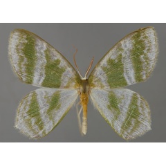 /filer/webapps/moths/media/images/F/fasciata_Gelsamodes_A_ZSM_01.jpg