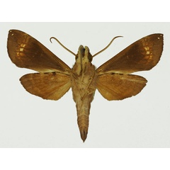 /filer/webapps/moths/media/images/A/achlora_Antinephele_AM_Basquin_02b.jpg