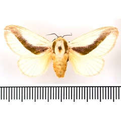/filer/webapps/moths/media/images/L/loxotoma_Latoia_AF_BMNH.jpg