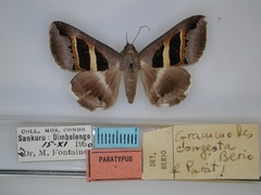 /filer/webapps/moths/media/images/C/congesta_Grammodes_PT_RMCA_01.jpg