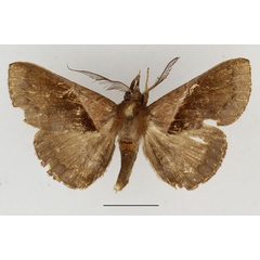 /filer/webapps/moths/media/images/S/saphobasis_Brachyherca_AM_Aulombard.jpg