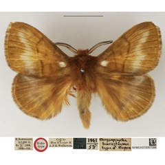 /filer/webapps/moths/media/images/L/leucostigma_Chrysopsyche_HT_NHMUK.jpg