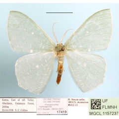 /filer/webapps/moths/media/images/N/niphosporas_Prasinocyma_A_MGCLa_01.JPG
